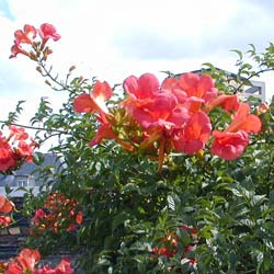 Trumpet Vine Stromboli